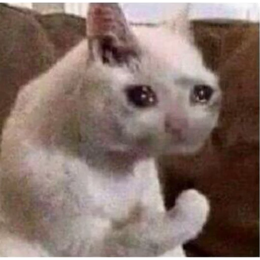 животное млекопитающее домашняя кошка