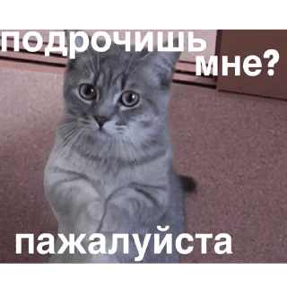 Sticker МЕМЧИКИ ОТ ДАННИЧКИ 🥵 - 10