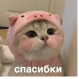 Sticker МЕМЧИКИ ОТ ДАННИЧКИ 🥵 - 5