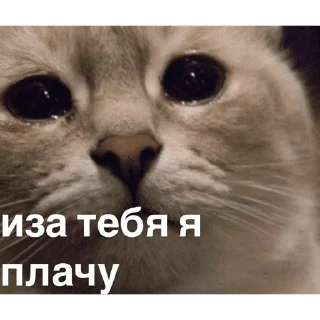 Sticker МЕМЧИКИ ОТ ДАННИЧКИ 🥵 - 7