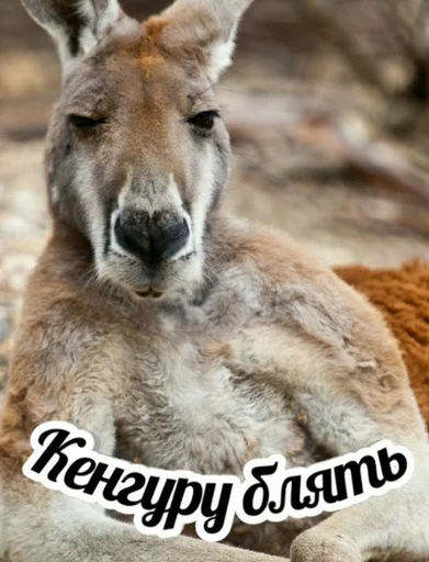 животное млекопитающее кенгуру