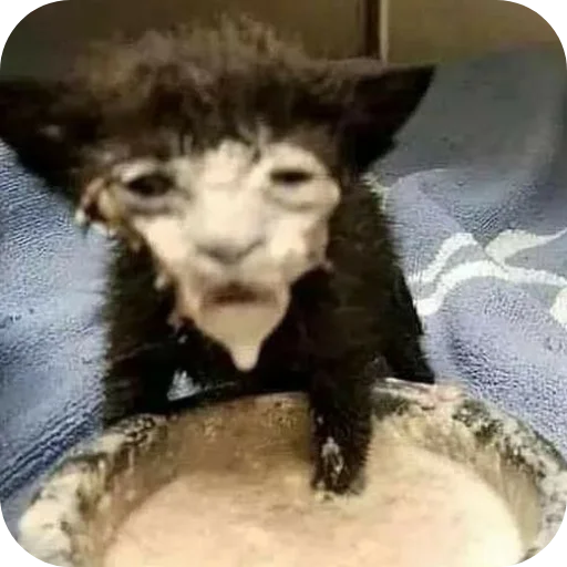 Мемы by#chitermegaloh - 