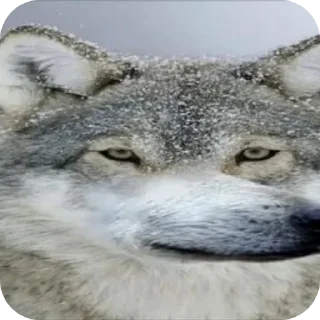 Sticker Мемы by#chitermegaloh - 7