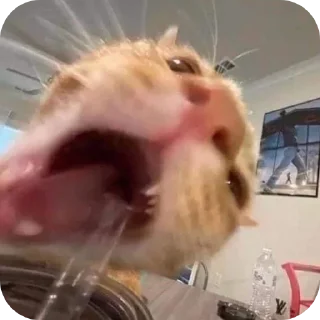 Sticker Мемы by#chitermegaloh - 6