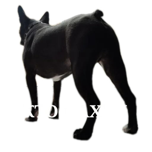 Мемы от Широ - 