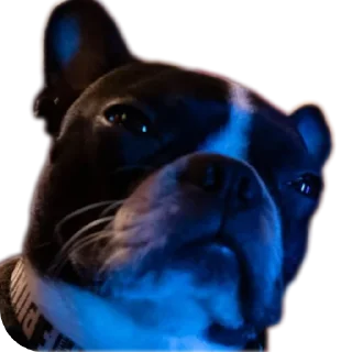 Стикер Мемы от Широ - 1