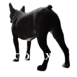 Стикер Мемы от Широ - 2