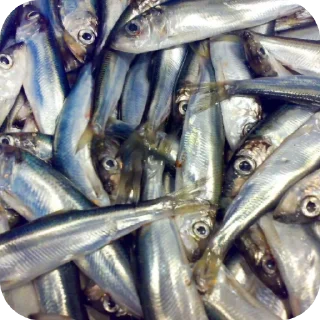 Стикер Мемы часть 1 |версия 3.1 | @Eblo_TAM - 11