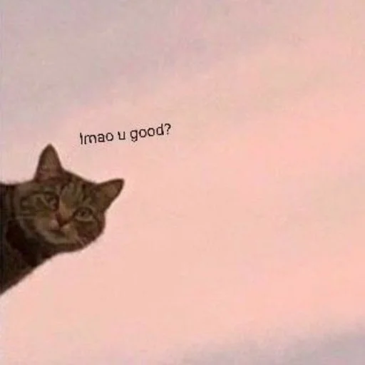 Стикер Мемы by @nozila_karimova - 7