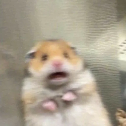 Стикер Мемы by @nozila_karimova - 2