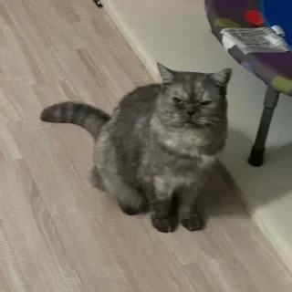 Sticker Меору @UgoleshekGoma - 4