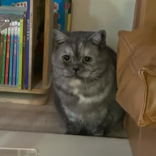 Sticker Меору @UgoleshekGoma - 1