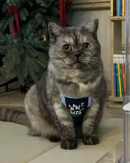 Sticker Меору @UgoleshekGoma - 3