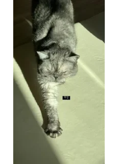 Sticker Меору @UgoleshekGoma - 6