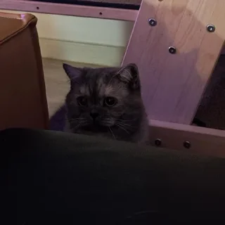 Sticker Меору @UgoleshekGoma - 0