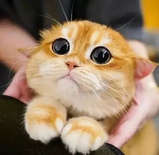 Sticker MeowBots 2 - 7