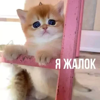 Sticker MeowBots 2 - 0