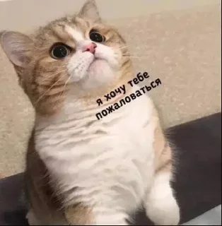 Sticker MeowBots 2 - 2