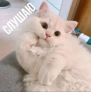 Sticker MeowBots 2 - 8