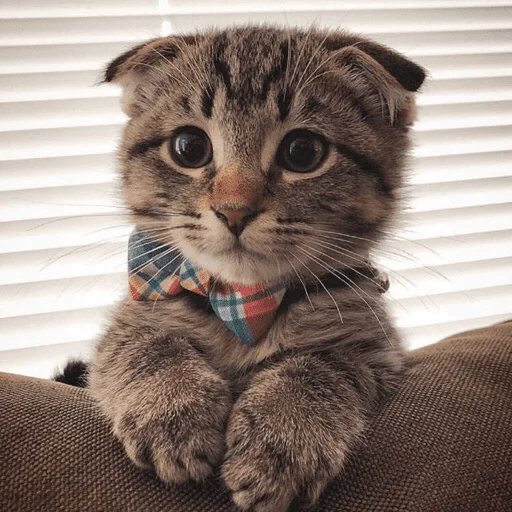 cat whiskers small to medium-sized cats