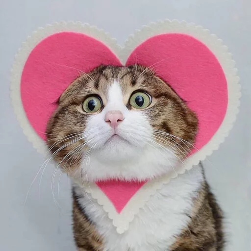 cat mammal small to medium-sized cats