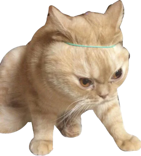 cat animal domestic cat