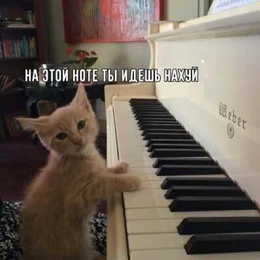 text cat musical keyboard