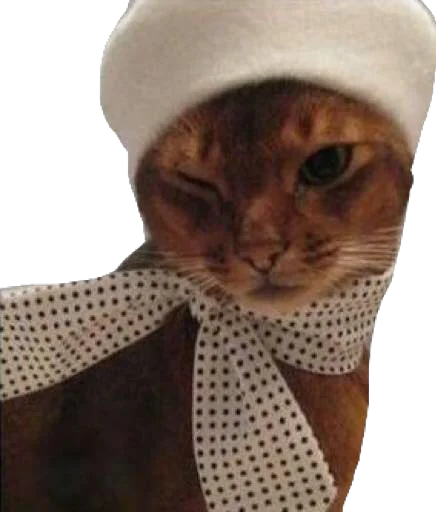 small to medium-sized cats animal felidae