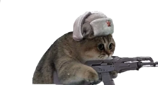 felidae animal mammal