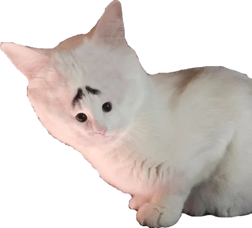 animal mammal domestic cat