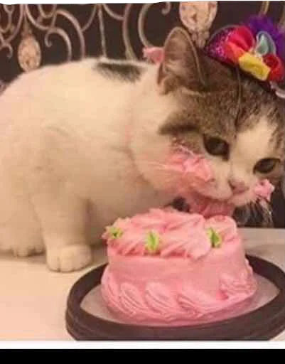 birthday cake cat dessert