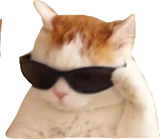 cat animal small to medium-sized cats