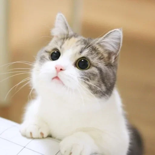 животное млекопитающее кошка