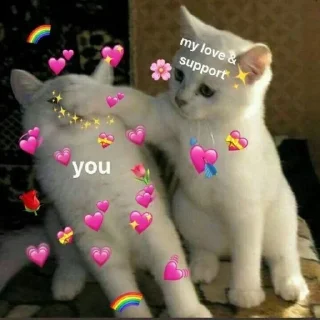 Sticker Meow by @offstikbot - 3