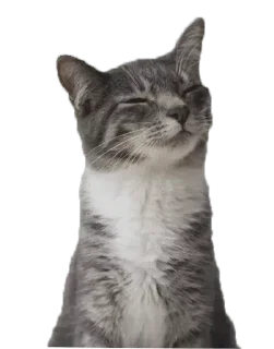 Стикер Meowshkin - 8