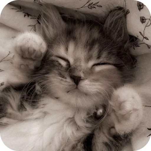 Стикер Meowstickmeow - 1