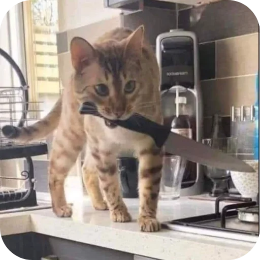 Sticker Meowstickmeow - 1