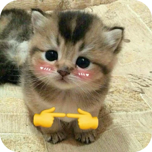 Стикер Meowstickmeow - 1