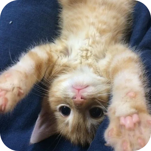 Стикер Meowstickmeow - 1