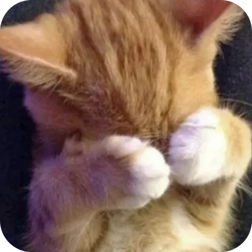 Sticker Meowstickmeow - 1