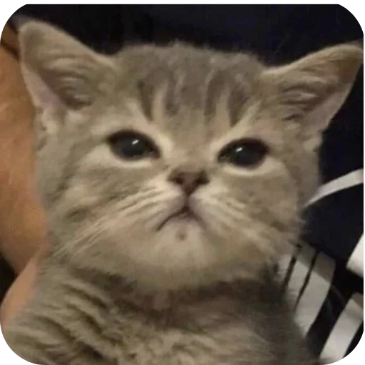 Стикер Meowstickmeow - 1