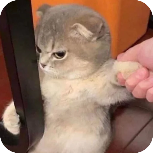 Sticker Meowstickmeow - 1