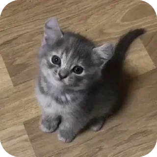 Sticker @sawmeow - 5