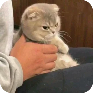 Sticker @sawmeow - 4