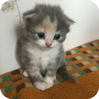 Sticker @sawmeow - 9