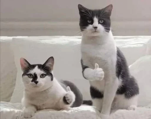 Sticker Meowstkpacks - 1