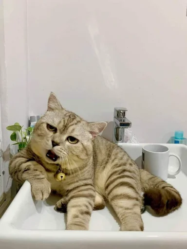 Sticker Meowstkpacks - 1