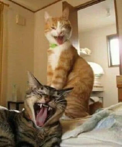 Sticker Meowstkpacks - 1