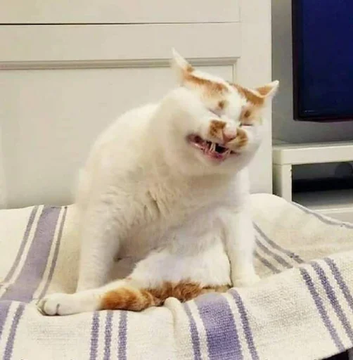 Sticker Meowstkpacks - 1