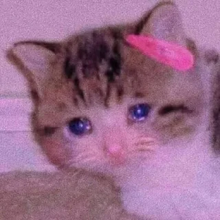 Sticker Meoww Pecc // @ZoldyckStickers - 11